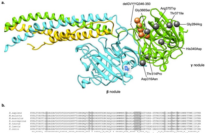 Localization and conservation of HHHS -causing mutations.jpg